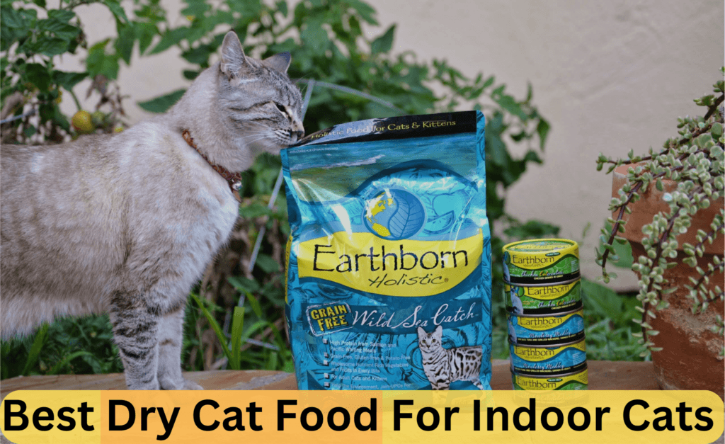 best dry cat food for indoor cats vet recommended