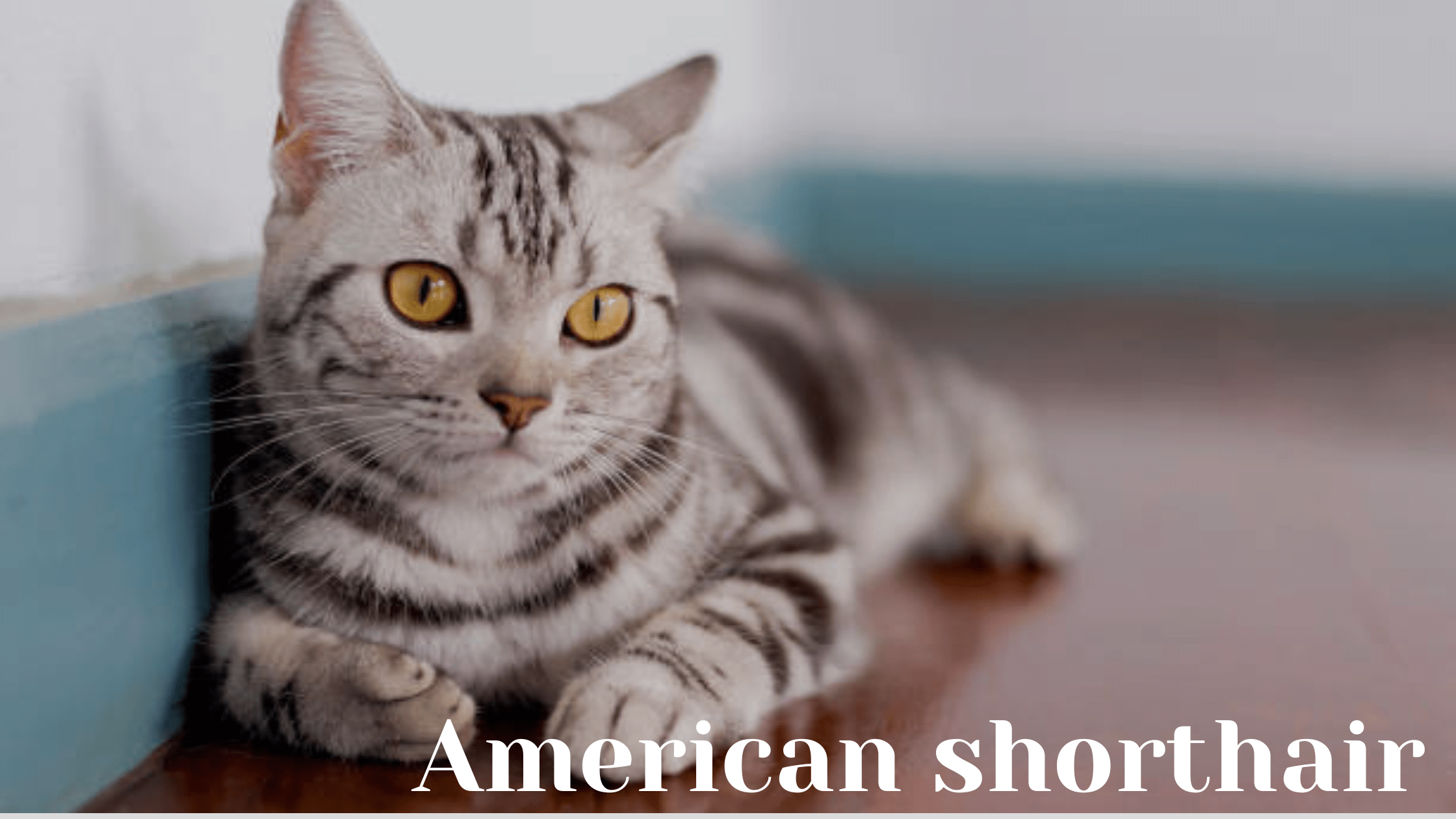 American shorthair