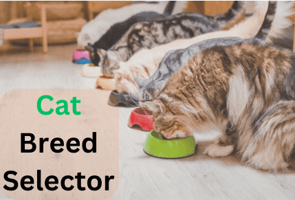 Cat Breed Selector