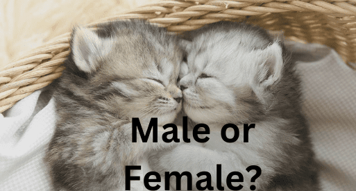 difference between male and female cats