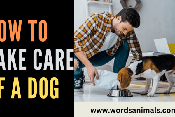 how to take care of a dog