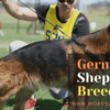 German Shepherd Breeders
