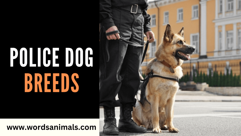 police dog breeds