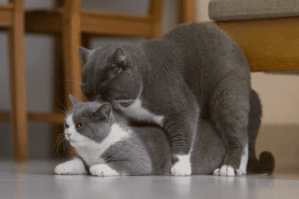 Cat mating