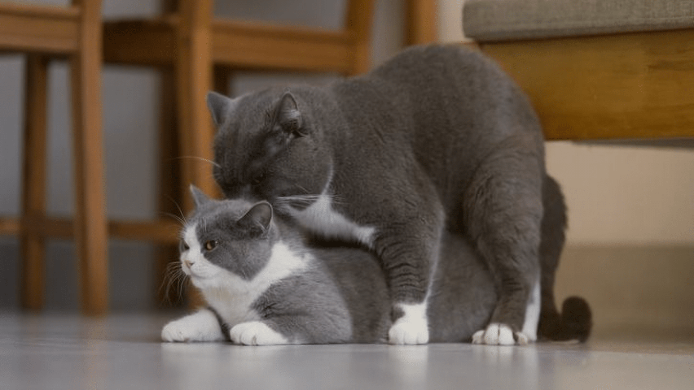 Cat mating