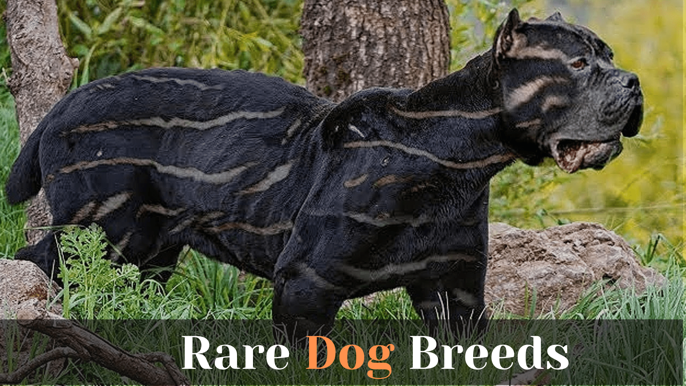 Rare Dog Breeds