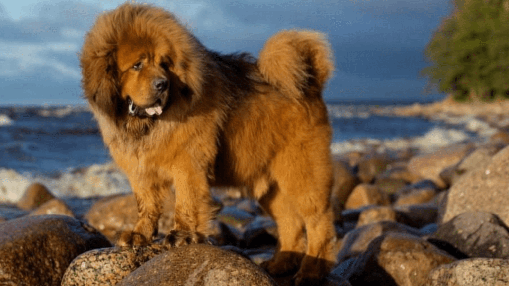mastiff dog