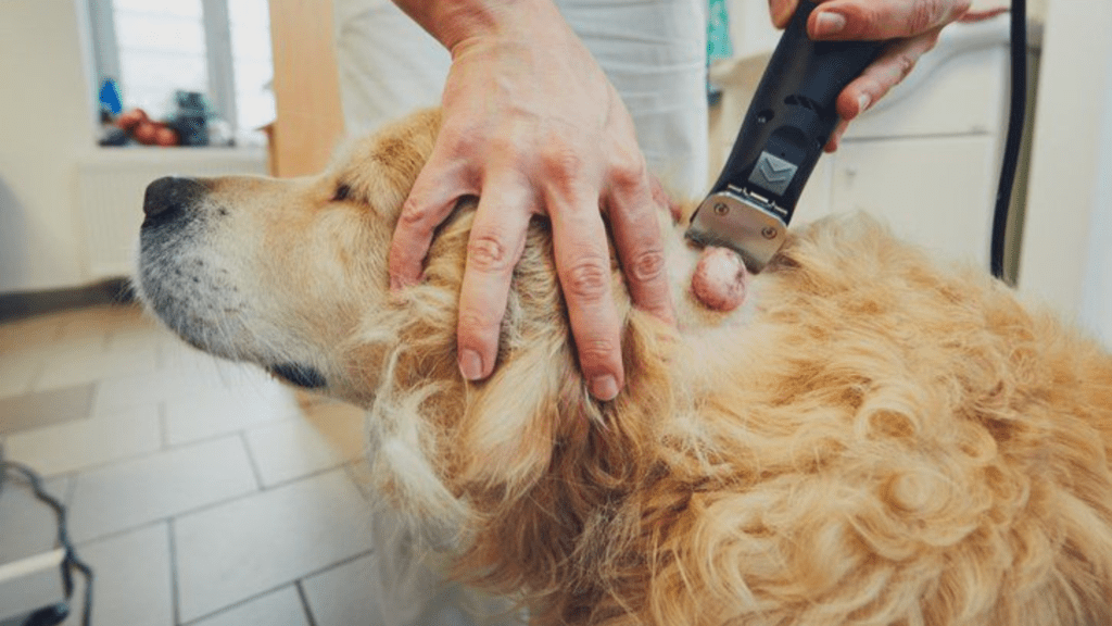 signs a dog is in pain cancer
