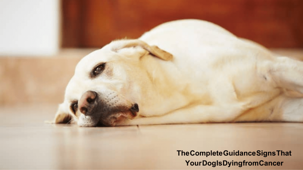 signs your dog is in pain from cancer