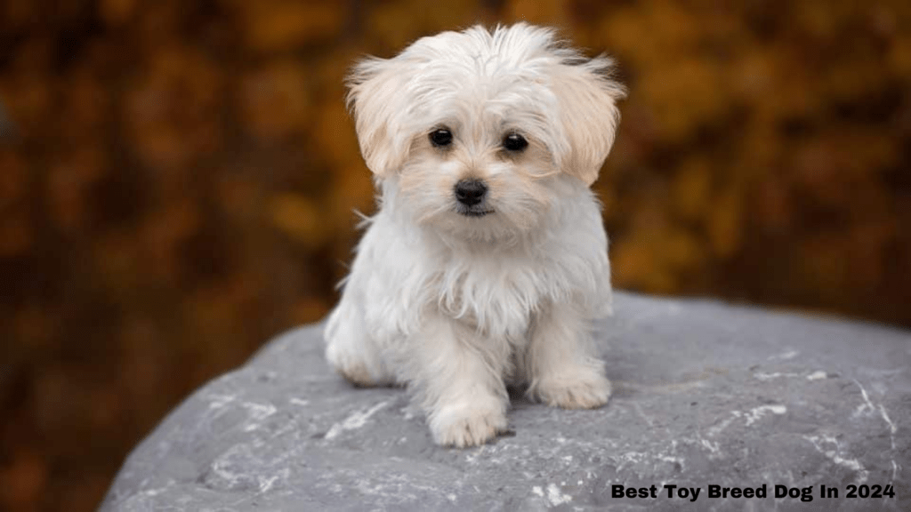 Best Toy breed dogs