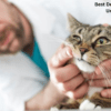 the importance of dental care for cats