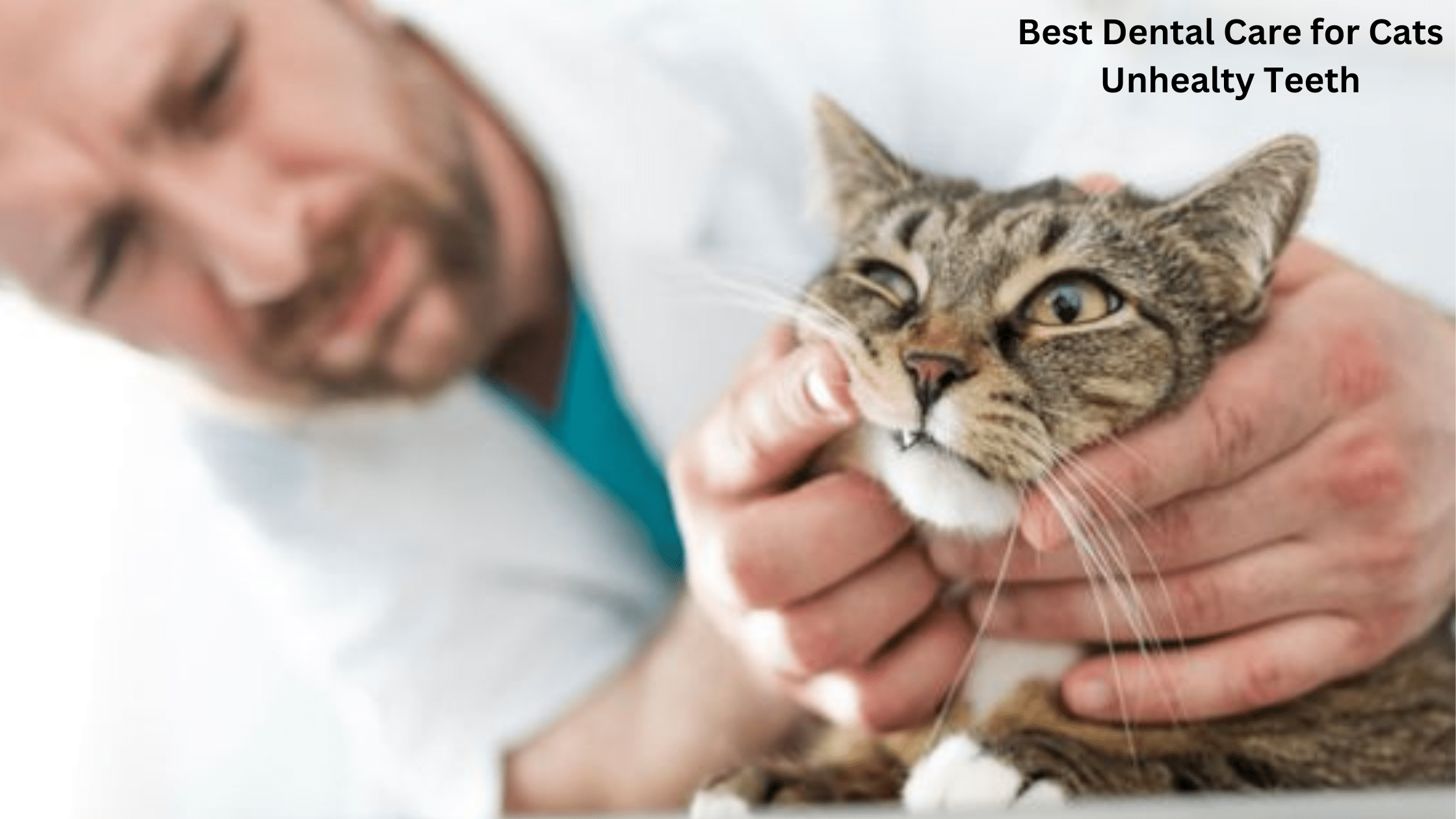 the importance of dental care for cats