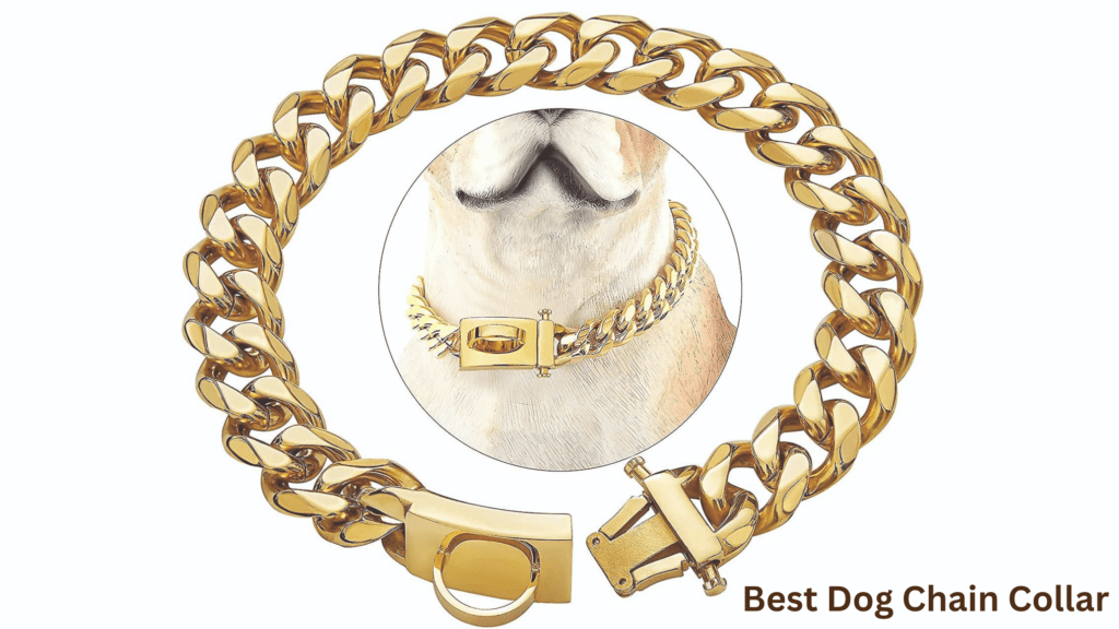 dogs chain collar
