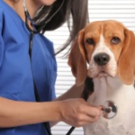 How to Check Your Dog’s Body Temperature Safely at Home