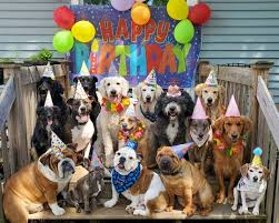 10 Fun Ways to Celebrate Your Dog’s Birthday